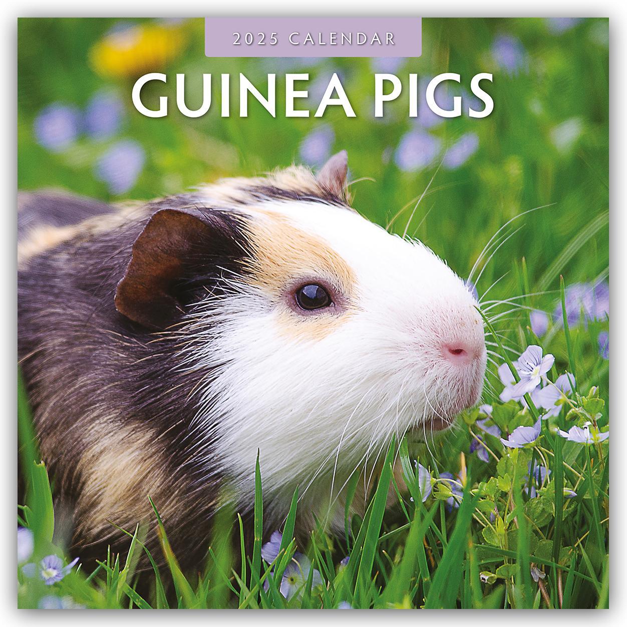 Cover: 9781804423929 | Guinea Pigs - Meerschweinchen 2025 - 16-Monatskalender | Robin Red