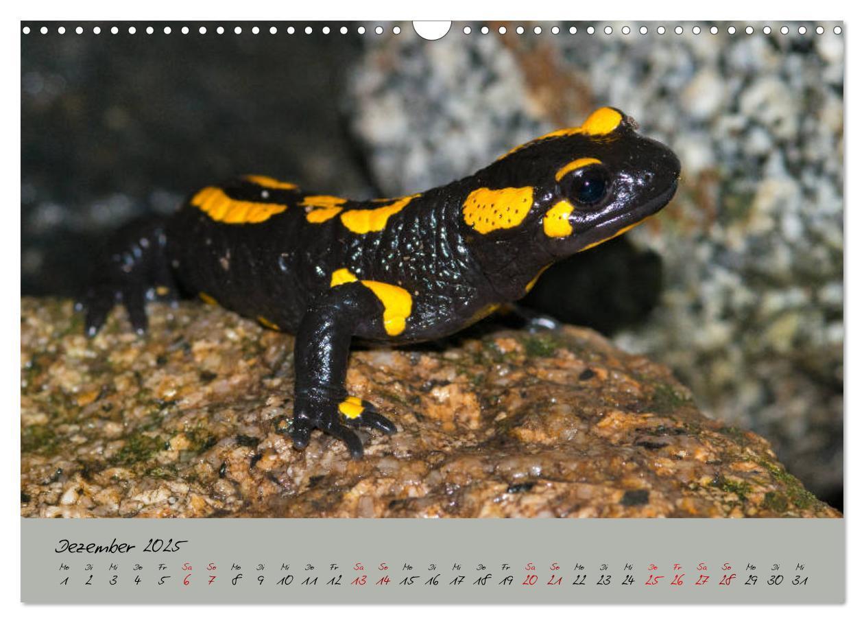 Bild: 9783435172849 | Feuersalamander - Liebenswerte Heimlichtuer (Wandkalender 2025 DIN...