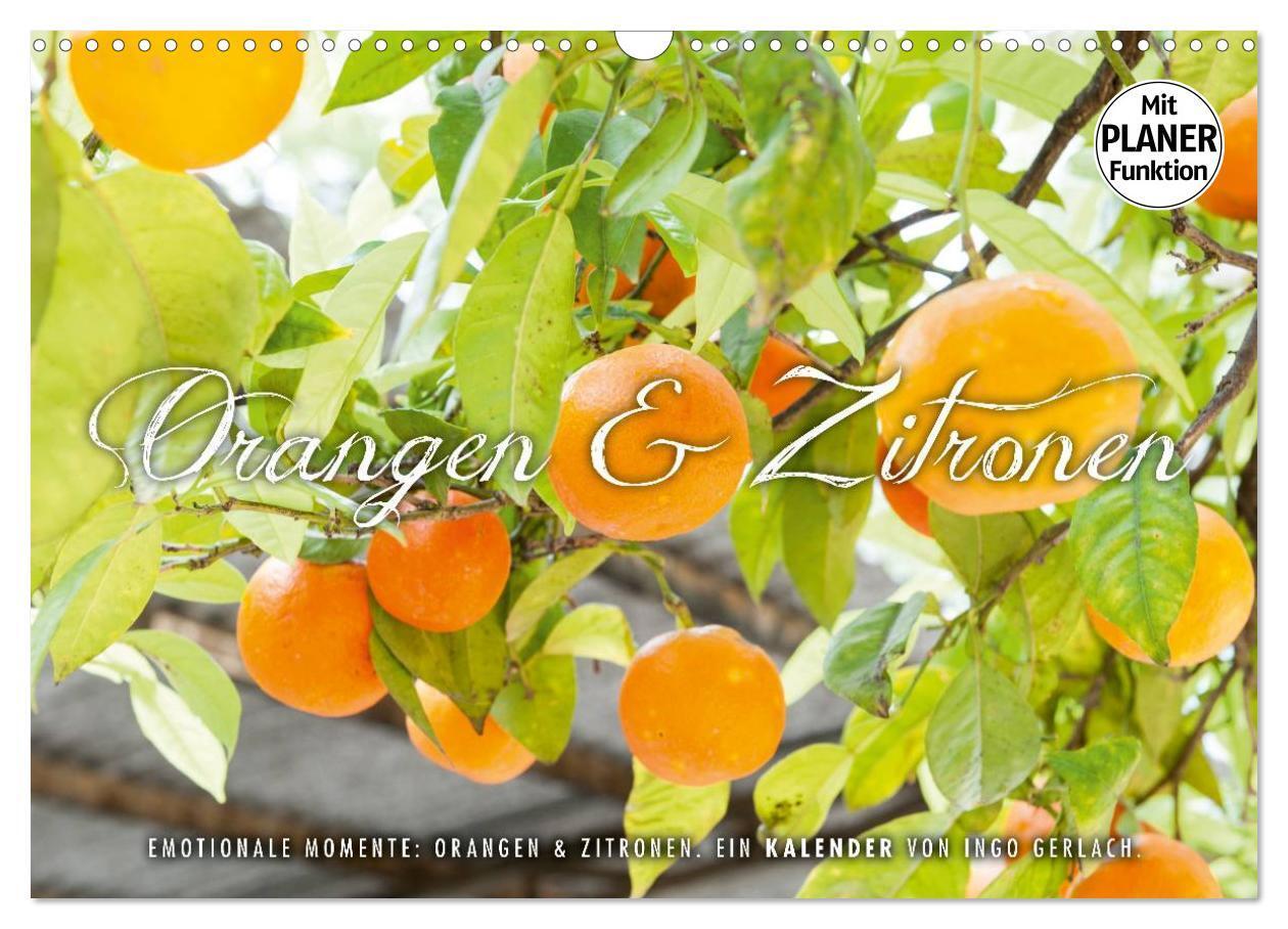 Cover: 9783383329319 | Emotionale Momente: Orangen und Zitronen. (Wandkalender 2024 DIN A3...