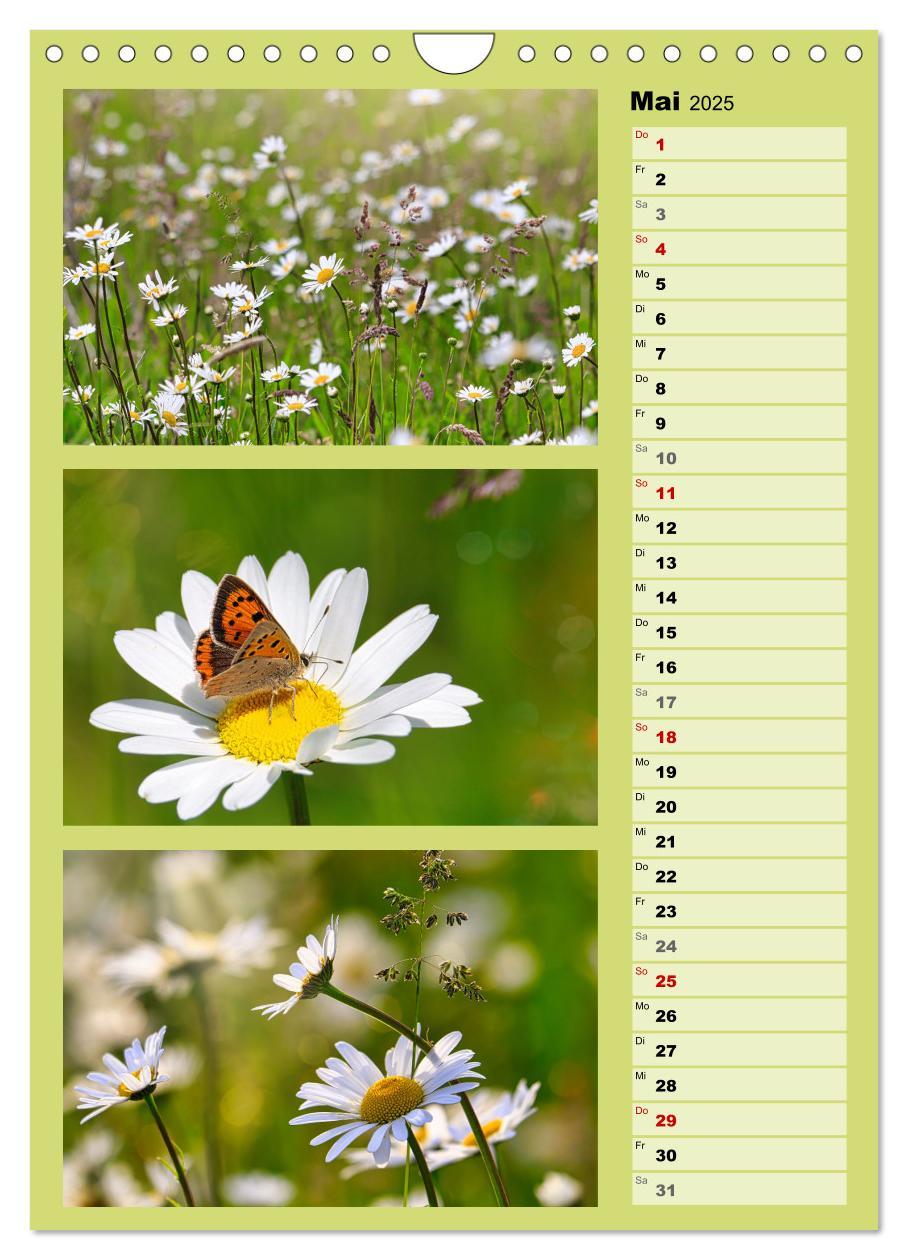 Bild: 9783457173312 | Farbenzauber, bunte Wiesen und bunte Falter (Wandkalender 2025 DIN...