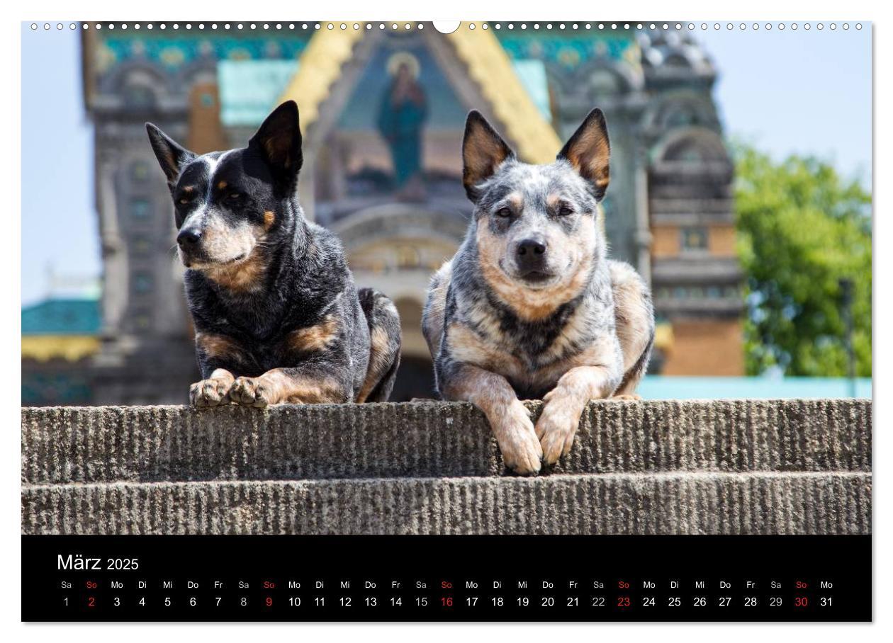 Bild: 9783435462902 | Australian Cattle Dogs zwischen Kunst und Kultur (Wandkalender 2025...