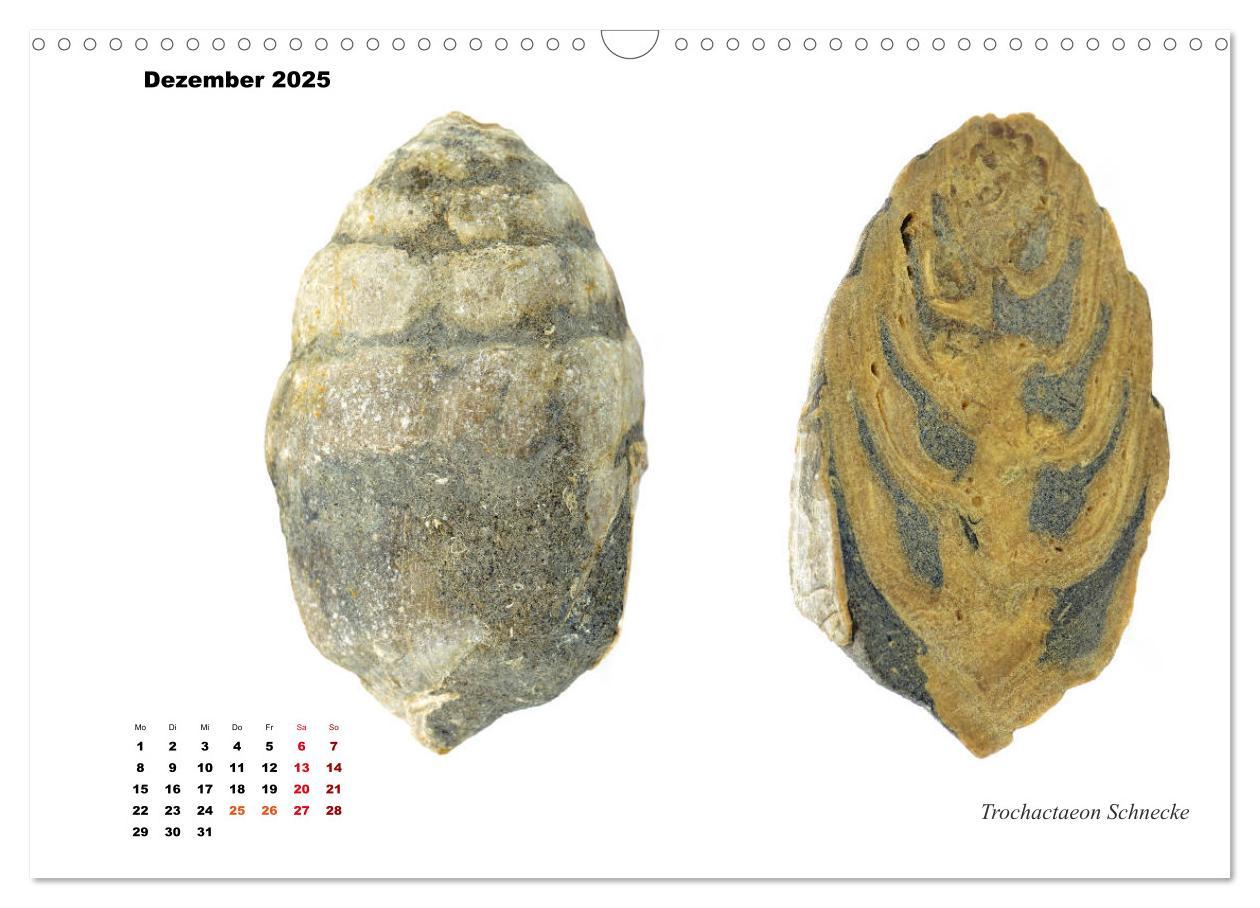 Bild: 9783435254187 | Fossilien - Ammoniten, Trilobiten, Erdgeschichte (Wandkalender 2025...