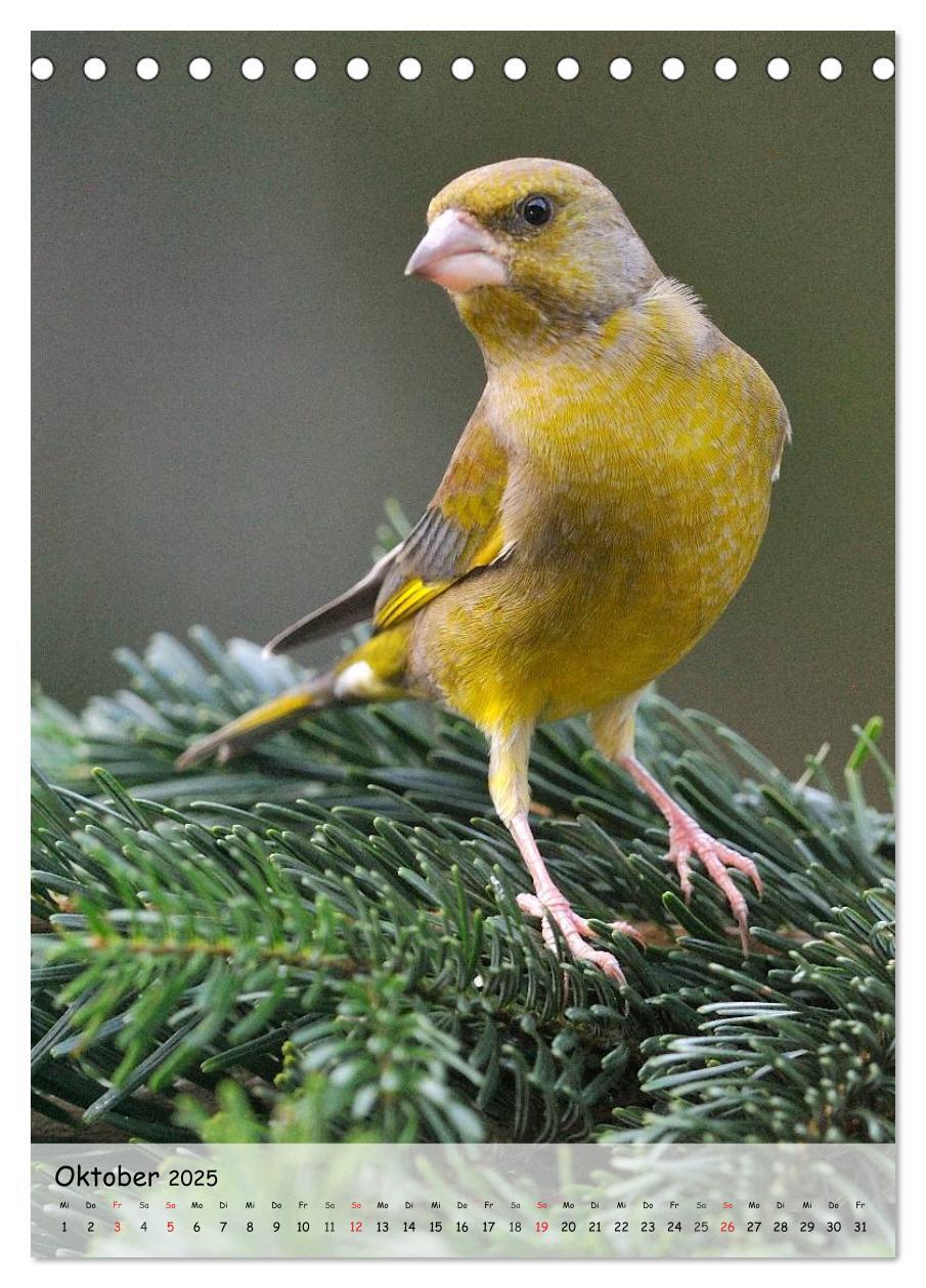 Bild: 9783457042922 | Vögel im heimischen Garten (Tischkalender 2025 DIN A5 hoch),...