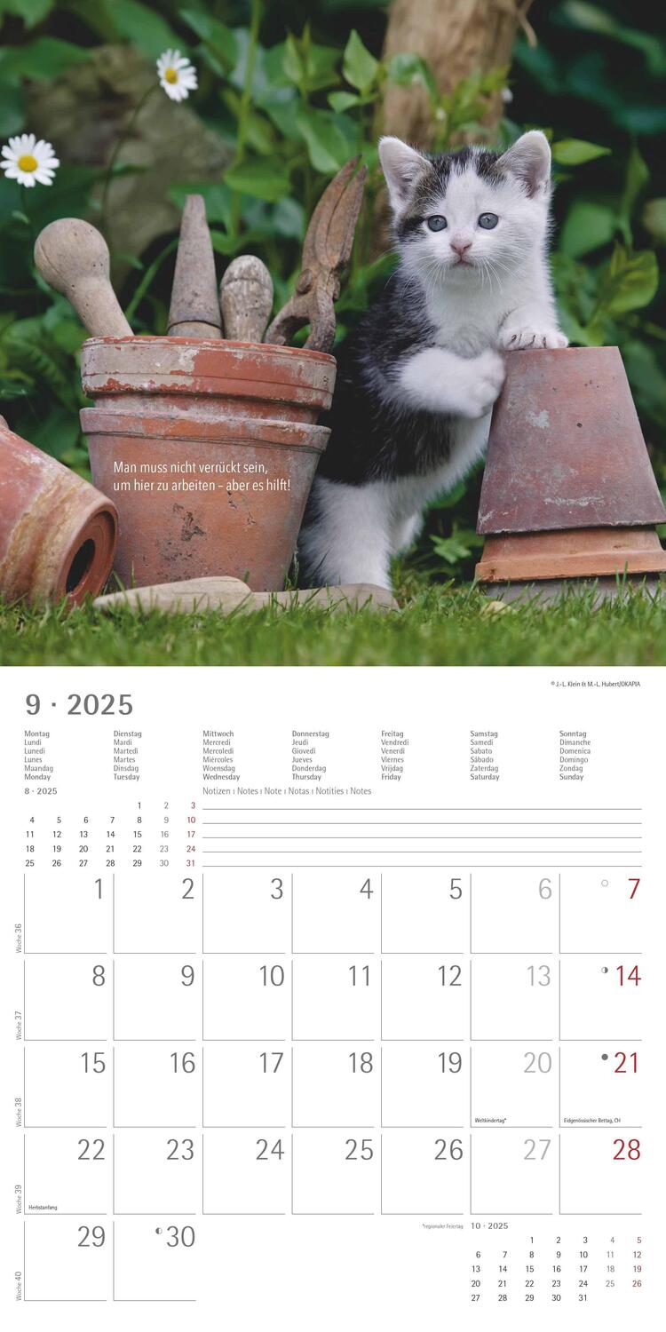 Bild: 4251732340698 | Samtpfötchen 2025 - Broschürenkalender 30x30 cm (30x60 geöffnet) -...