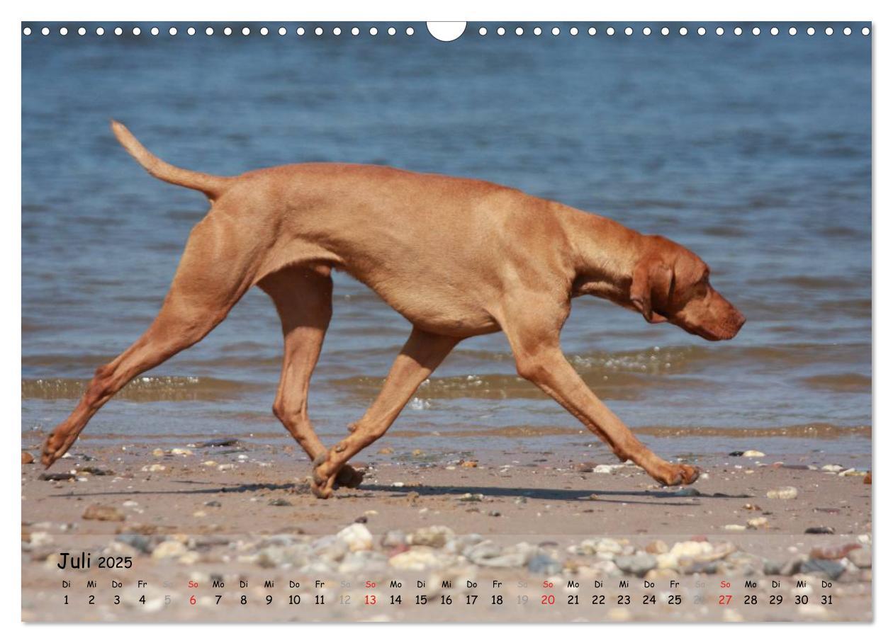 Bild: 9783435630356 | Magyar Vizsla - pure Lebensfreude (Wandkalender 2025 DIN A3 quer),...