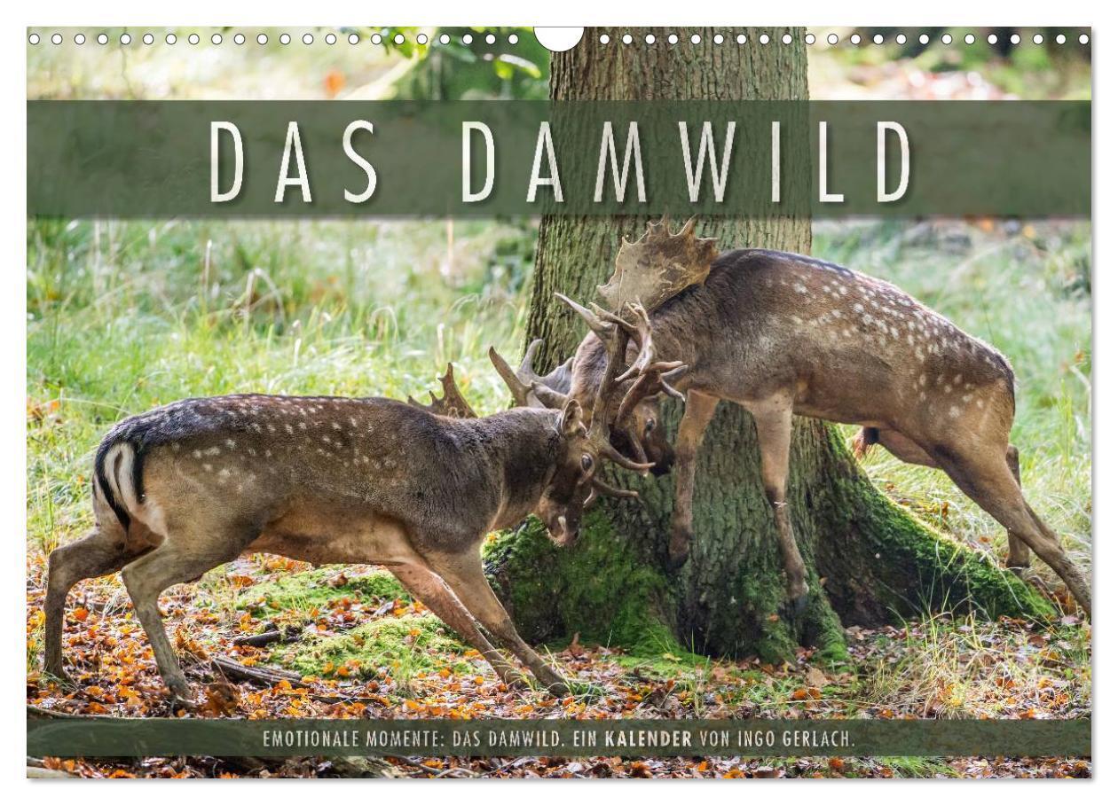 Cover: 9783383406065 | Emotionale Momente: Das Damwild. (Wandkalender 2024 DIN A3 quer),...