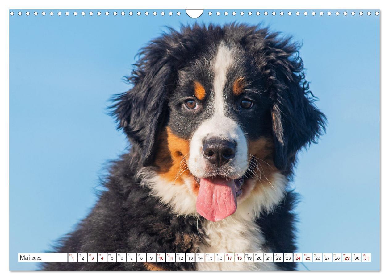 Bild: 9783383847561 | Berner Sennenhund - Ein Freund auf vier Pfoten (Wandkalender 2025...