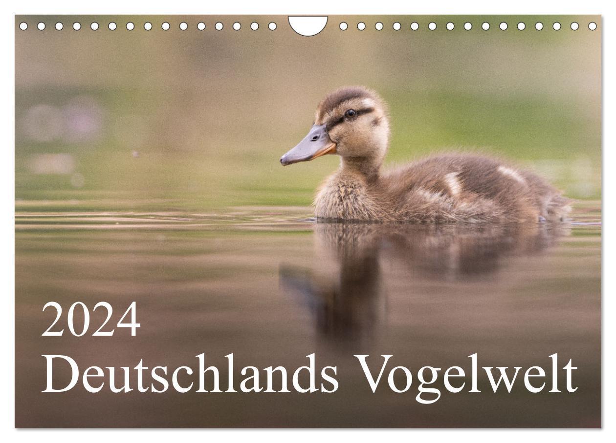 Cover: 9783675442672 | Deutschlands Vogelwelt (Wandkalender 2024 DIN A4 quer), CALVENDO...