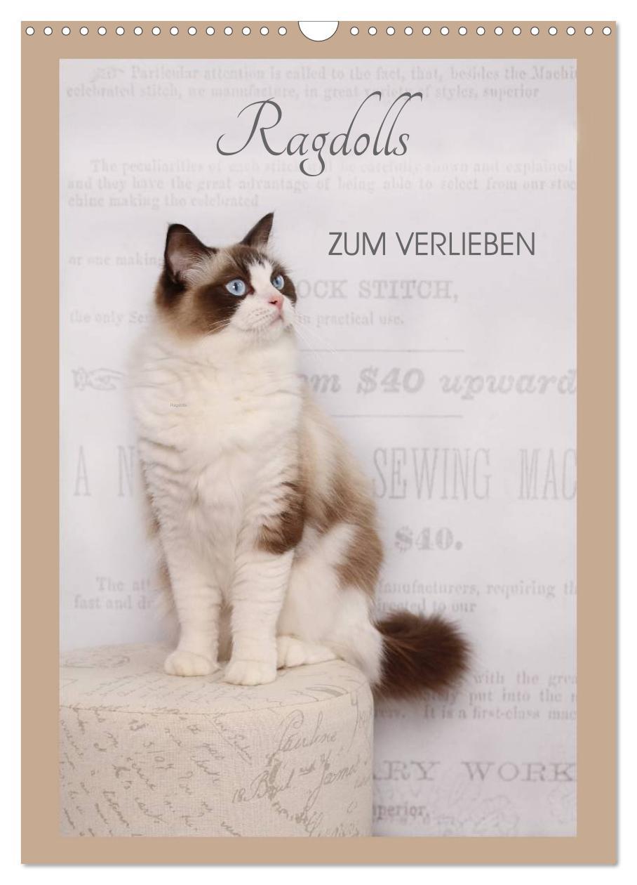 Cover: 9783457012895 | Ragdolls zum Verlieben (Wandkalender 2025 DIN A3 hoch), CALVENDO...