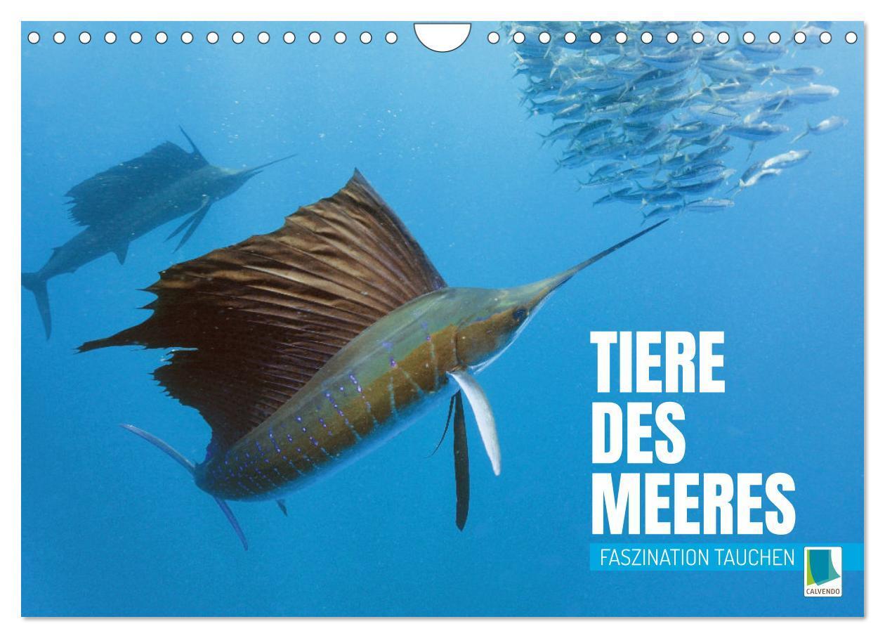 Cover: 9783383652998 | Tiere des Meeres: Faszination Tauchen (Wandkalender 2024 DIN A4...