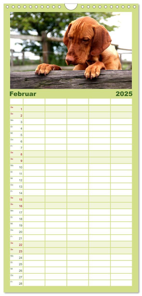 Bild: 9783457119815 | Familienplaner 2025 - Magyar Vizsla mit 5 Spalten (Wandkalender, 21...