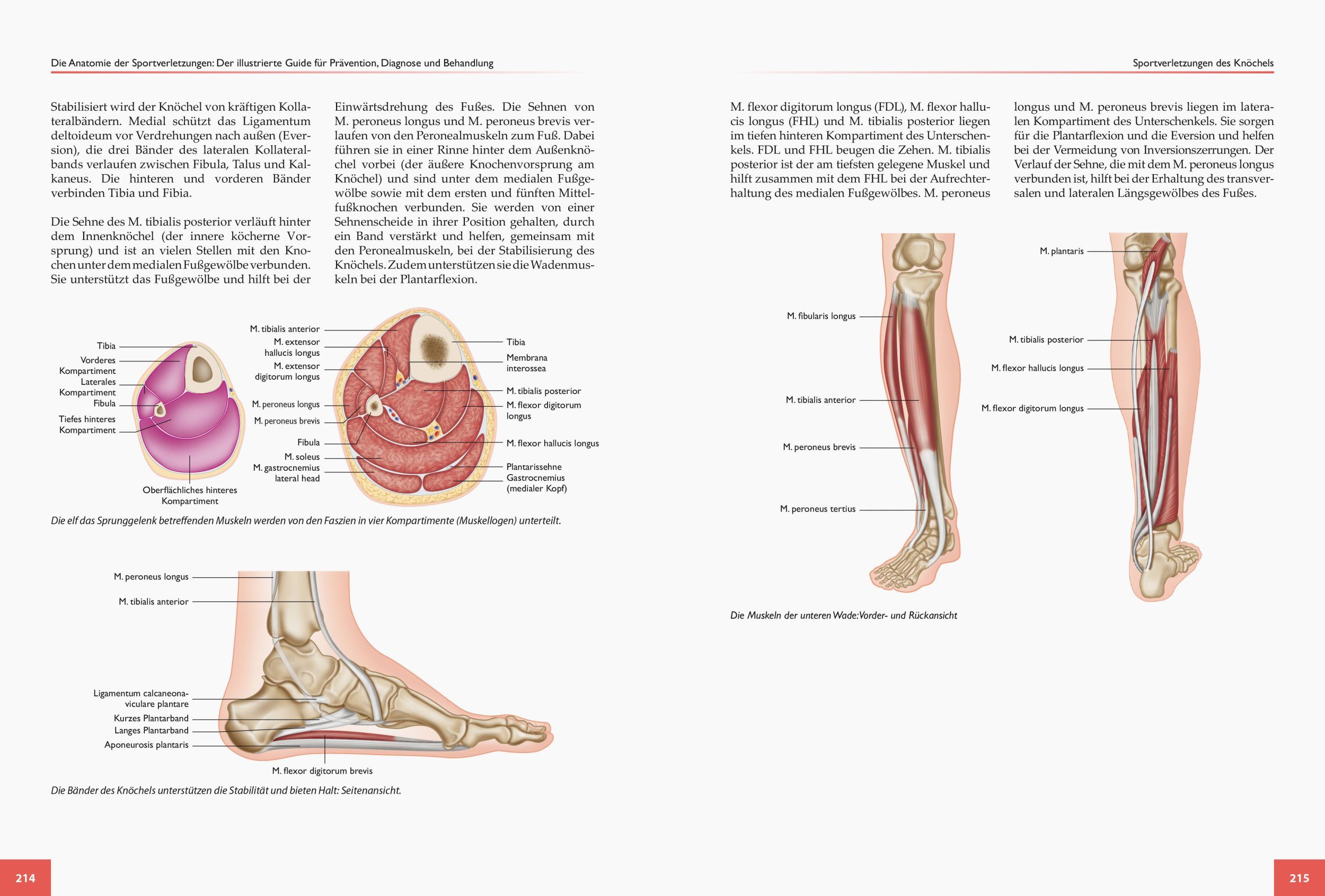 Bild: 9783767912335 | Die Anatomie der Sportverletzungen | Brad Walker | Taschenbuch | 2018