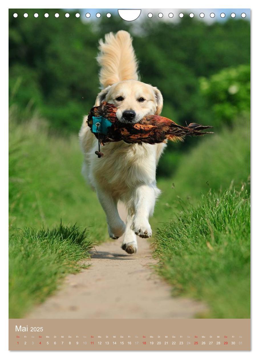 Bild: 9783457065129 | Golden Retriever (Wandkalender 2025 DIN A4 hoch), CALVENDO...