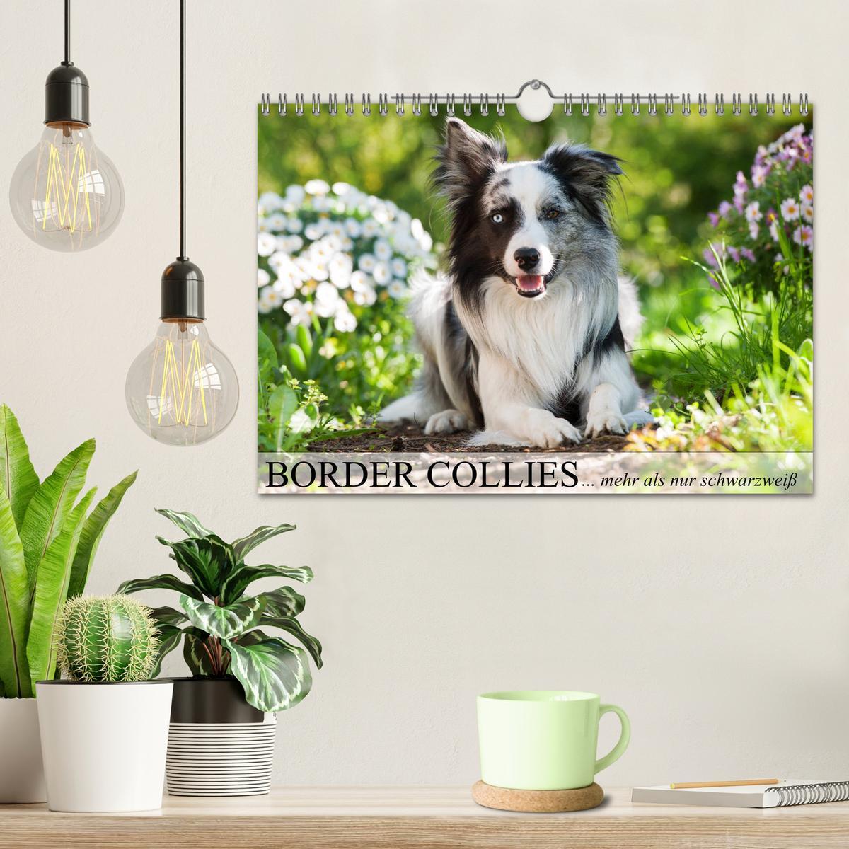 Bild: 9783435442522 | Border Collies - nicht nur schwarzweiß (Wandkalender 2025 DIN A4...