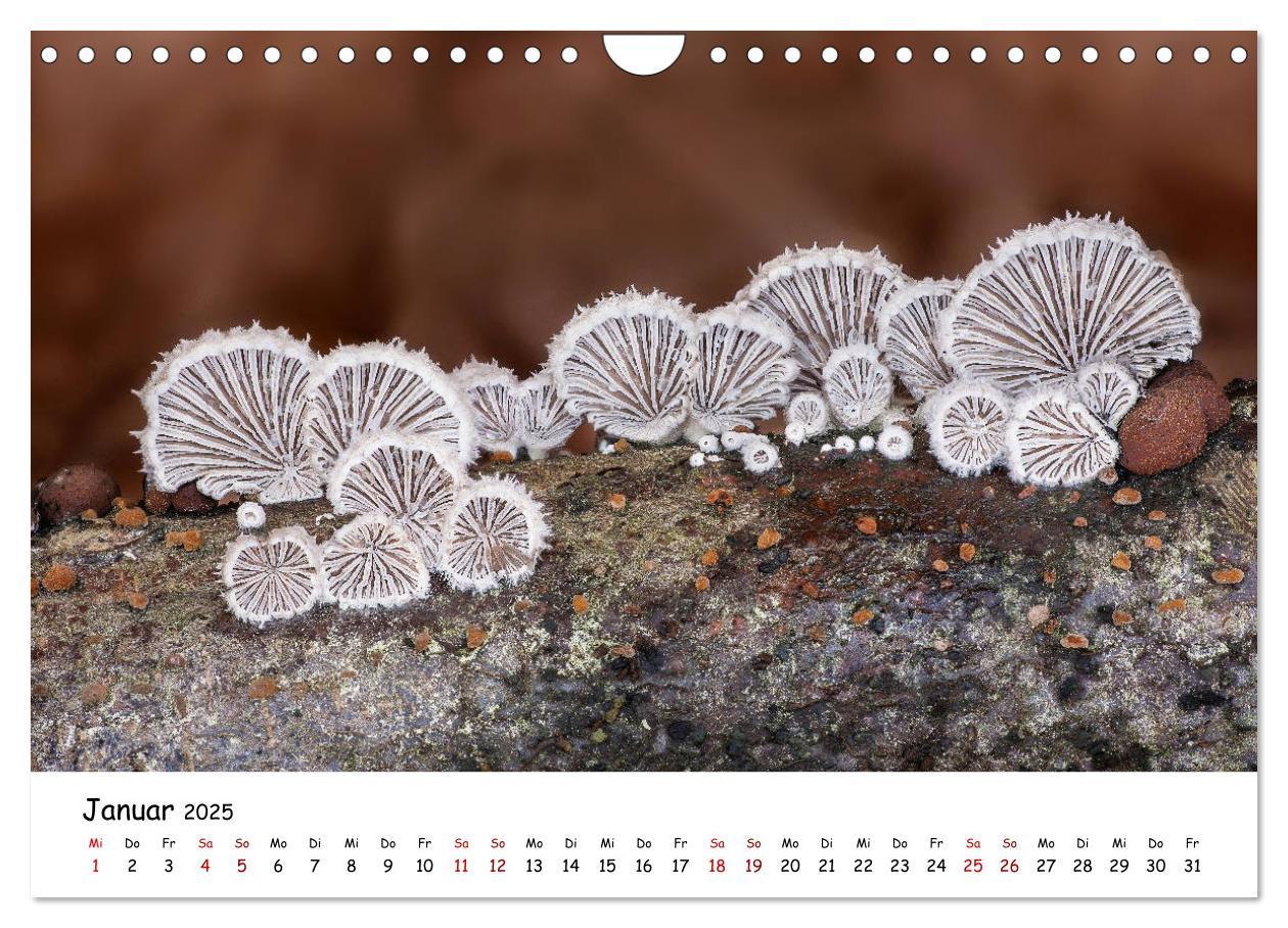 Bild: 9783435332007 | Pilzgalerie - Die bunte Welt der Baumpilze (Wandkalender 2025 DIN...