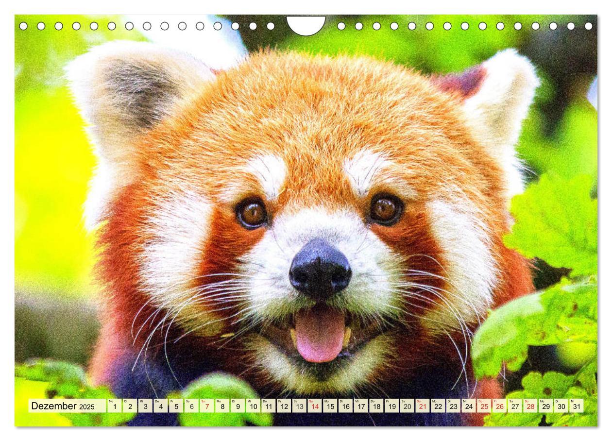 Bild: 9783435178766 | Roter Panda. Die superknuddeligen Katzenbären (Wandkalender 2025...