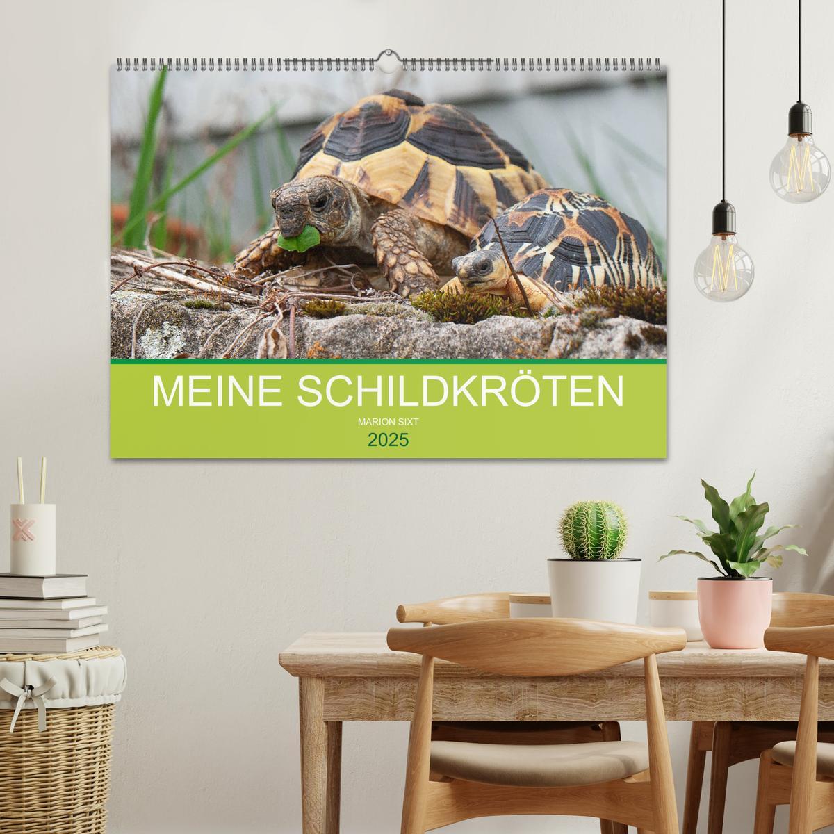 Bild: 9783435315055 | Meine Schildkröten (Wandkalender 2025 DIN A2 quer), CALVENDO...