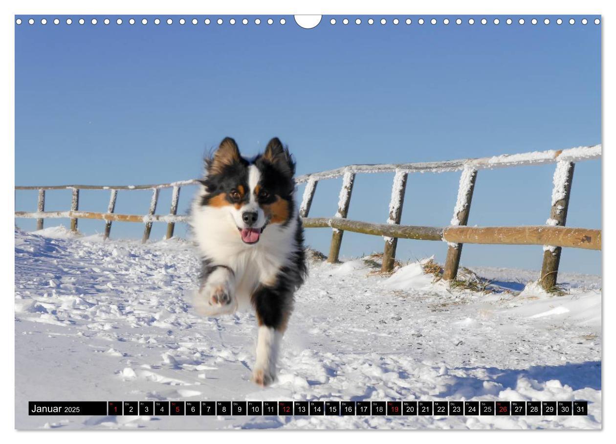 Bild: 9783435553129 | Australian Shepherd - Lebensfreude auf vier Pfoten (Wandkalender...