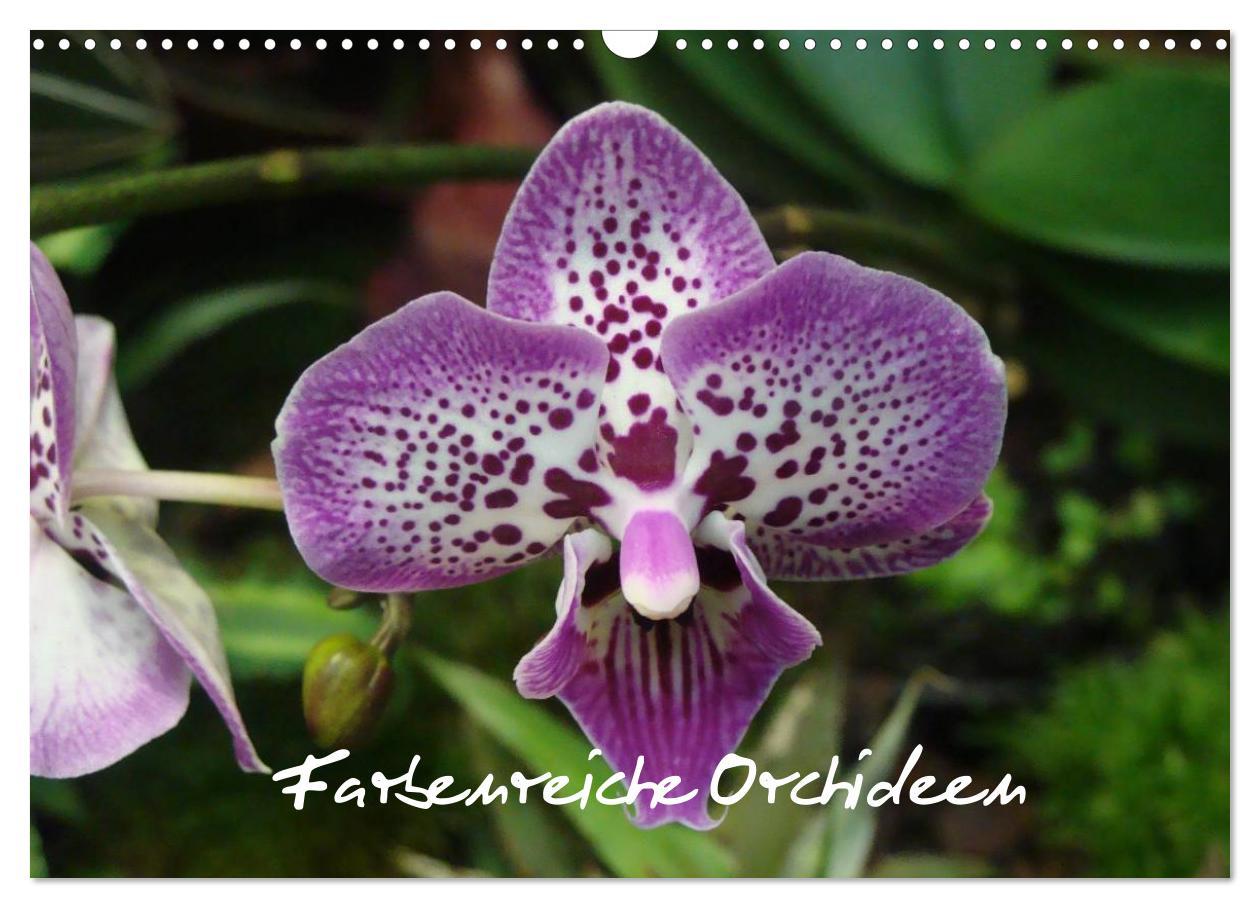 Cover: 9783435822119 | Farbenreiche Orchideen (Wandkalender 2025 DIN A3 quer), CALVENDO...