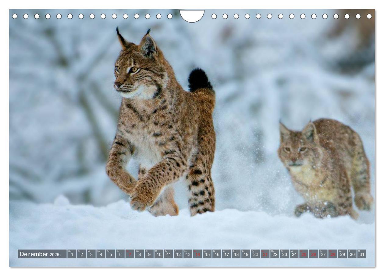 Bild: 9783435690213 | Der Luchs - Dem Pinselohr auf der Spur (Wandkalender 2025 DIN A4...