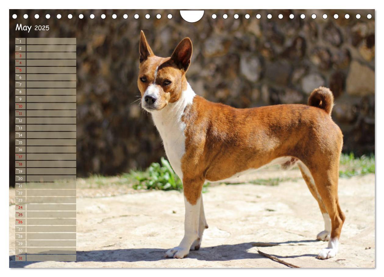 Bild: 9781325949748 | Basenji the African Barkless Dog (Wall Calendar 2025 DIN A4...