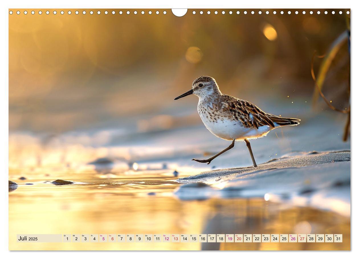 Bild: 9783383768385 | Strandläufer - immer flink unterwegs (Wandkalender 2025 DIN A3...