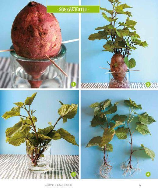 Bild: 9783966641852 | Regrowing - Neue Triebe aus Obst- und Gemüseresten | Eliana Ferioli