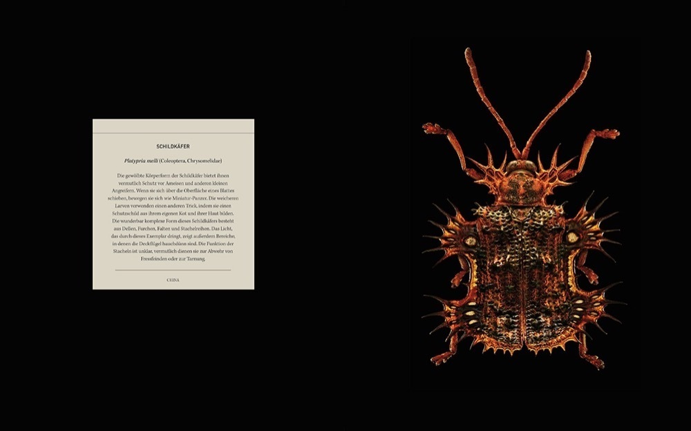 Bild: 9783954162567 | Portraits - Die Schönheit der Insekten | Microsculpture | Buch | 2018