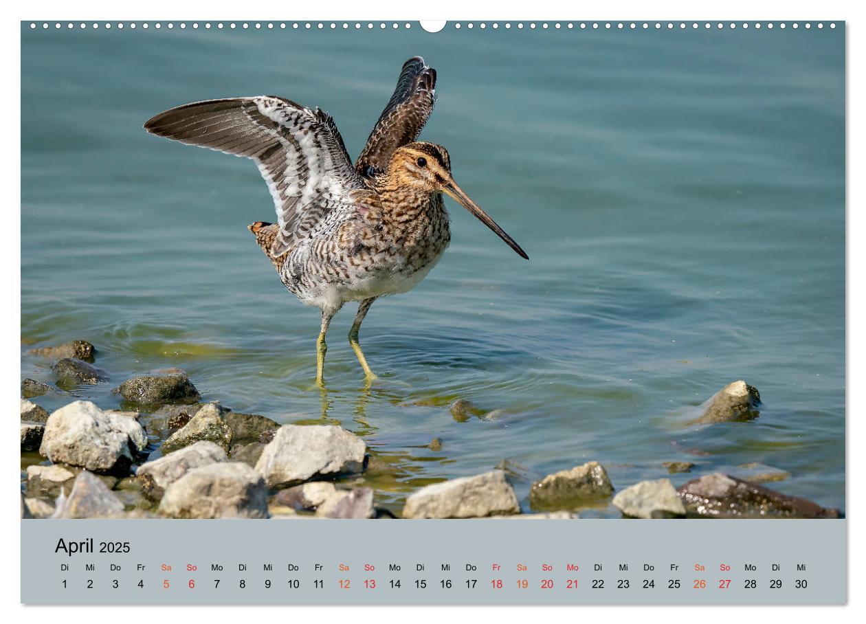 Bild: 9783435118182 | Limikolen - Watvögel am norddeutschen Wattenmeer (Wandkalender 2025...