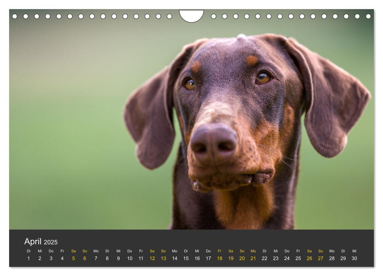 Bild: 9783435639366 | Dobermann 2025 (Wandkalender 2025 DIN A4 quer), CALVENDO...