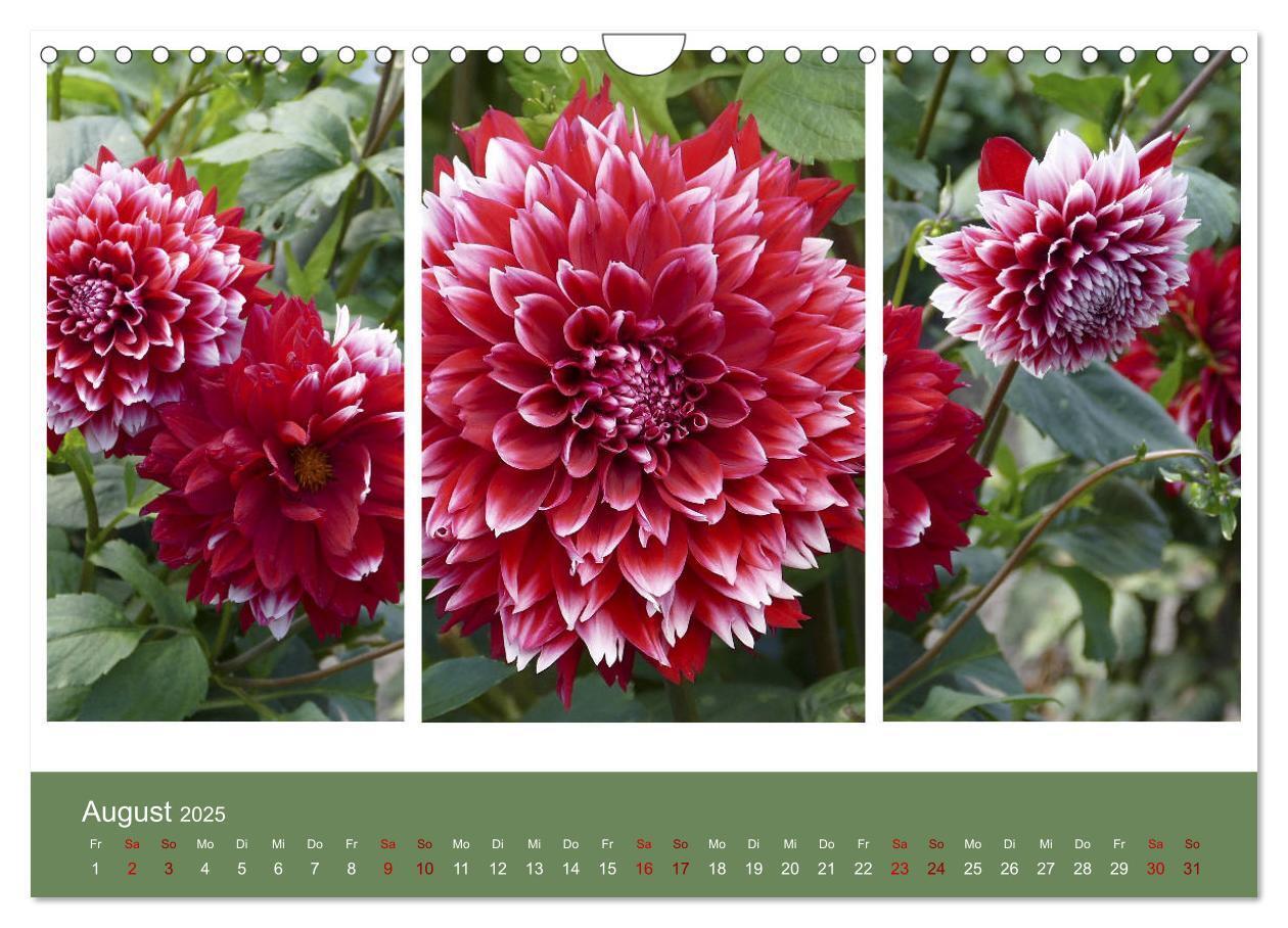 Bild: 9783435376674 | Dahlien-Triplets (Wandkalender 2025 DIN A4 quer), CALVENDO...