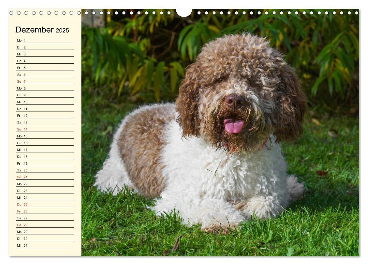 Bild: 9783435544912 | Lagotto Romagnolo - Italienischer Trüffelhund (Wandkalender 2025...