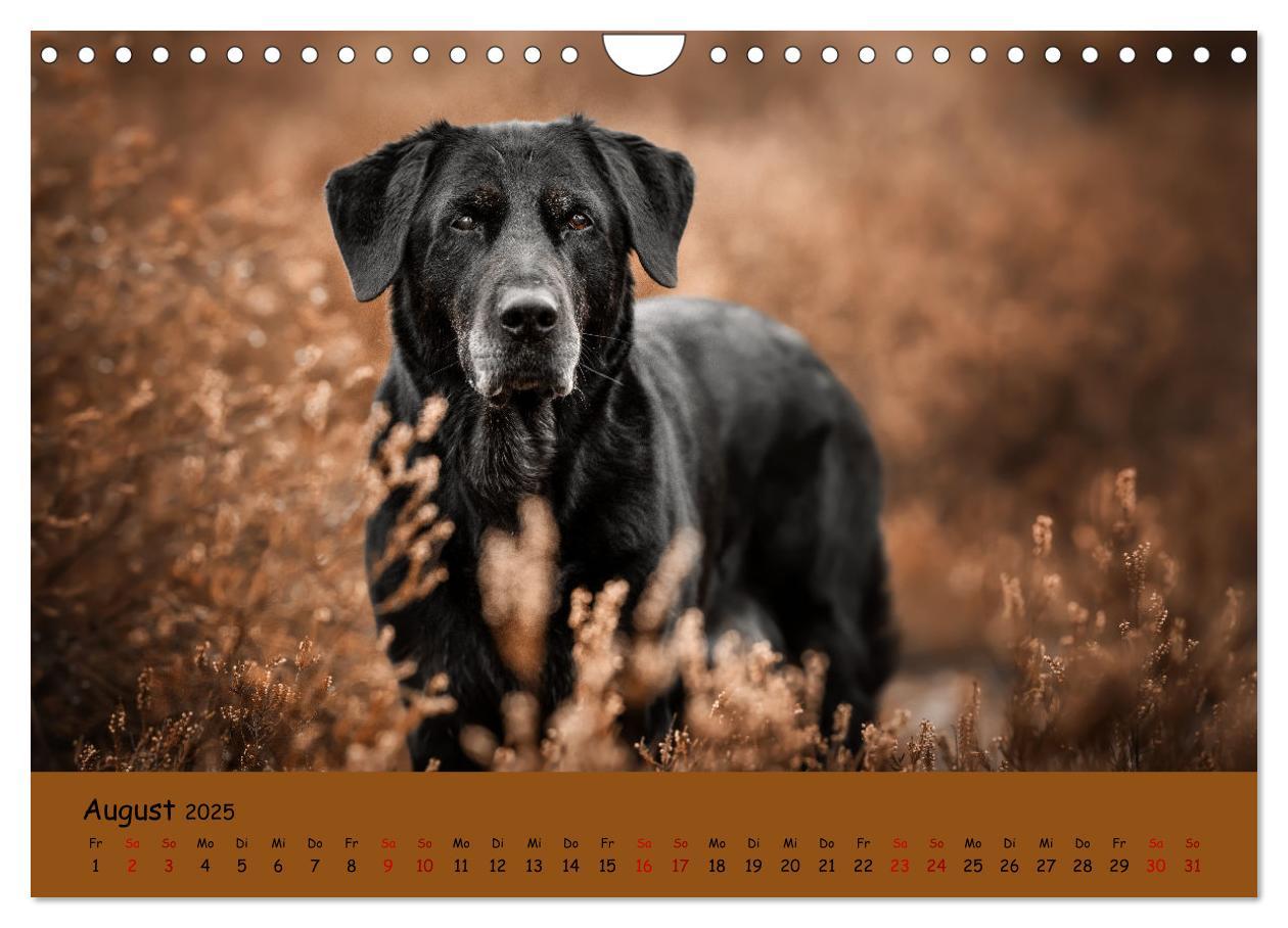 Bild: 9783383960611 | Labrador Retriever - Vielfalt auf Vier Pfoten (Wandkalender 2025...