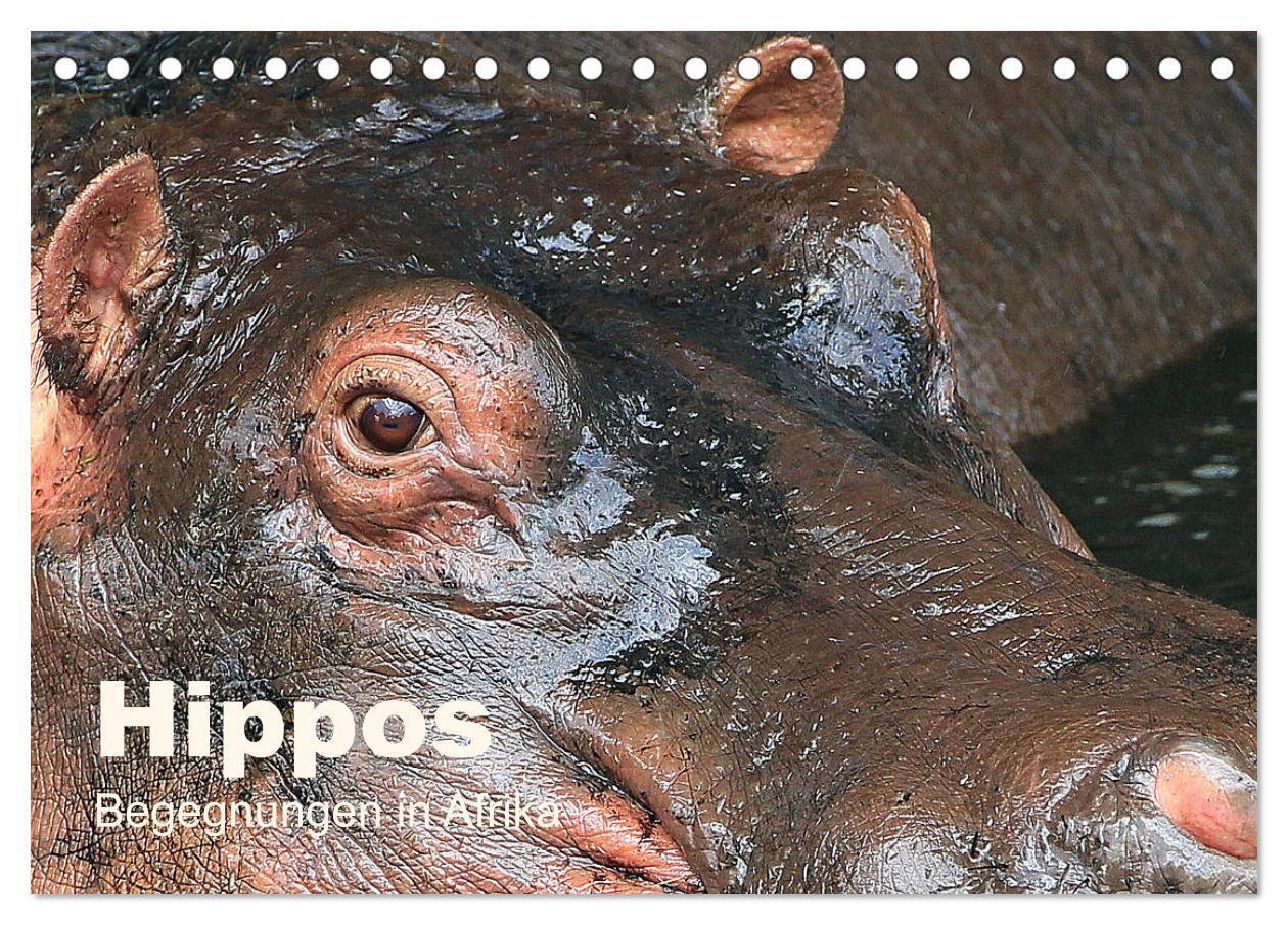 Cover: 9783383383137 | Hippos - Begegnungen in Afrika (Tischkalender 2024 DIN A5 quer),...