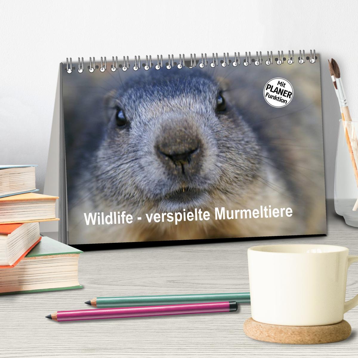 Bild: 9783435500482 | Wildlife - Verspielte Murmeltiere (Tischkalender 2025 DIN A5 quer),...