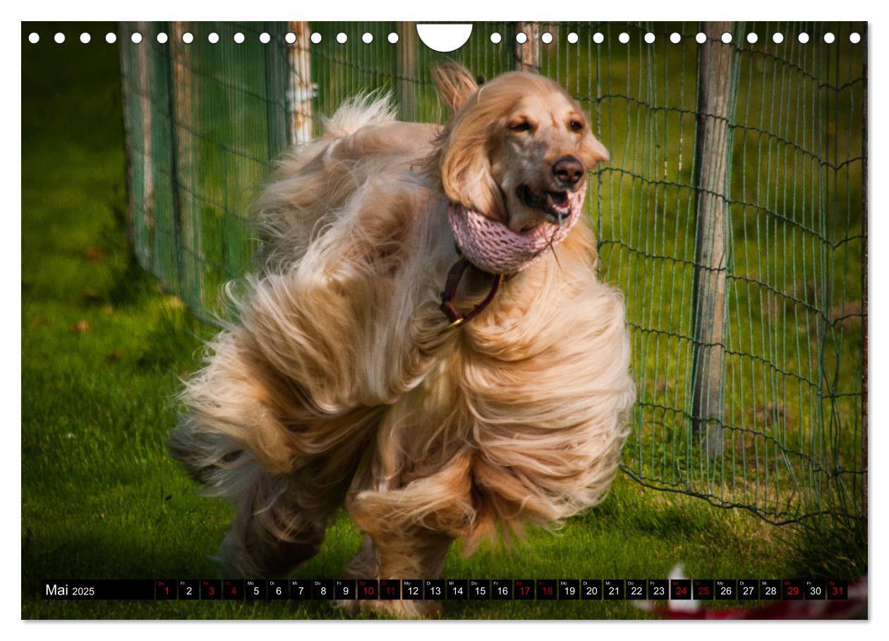 Bild: 9783435326280 | Windhunde - eine Leidenschaft (Wandkalender 2025 DIN A4 quer),...