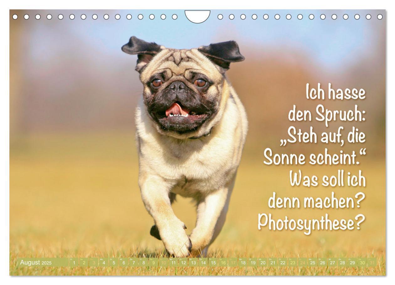 Bild: 9783457167144 | Lächeln mit Mops (Wandkalender 2025 DIN A4 quer), CALVENDO...