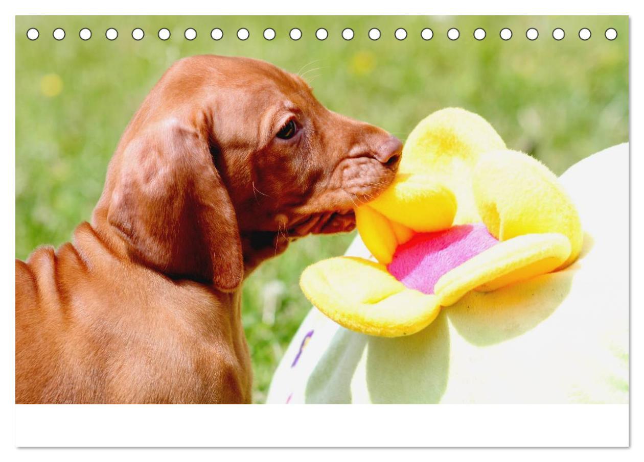 Bild: 9783435765348 | Magyar Vizsla Welpen (Tischkalender 2025 DIN A5 quer), CALVENDO...