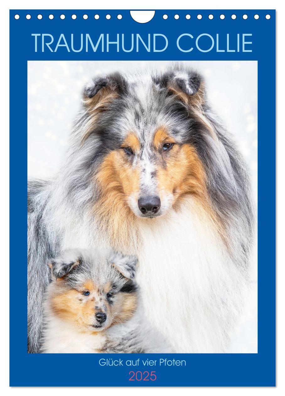 Cover: 9783435887798 | Traumhund Collie - Glück auf vier Pfoten (Wandkalender 2025 DIN A4...