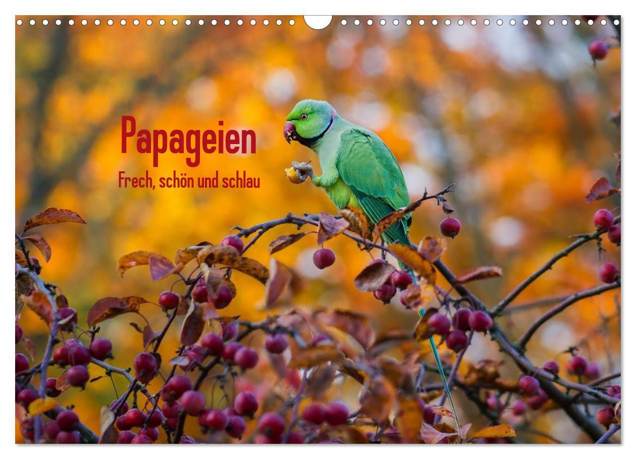 Cover: 9783383265853 | Papageien - Frech, schön und schlau (Wandkalender 2024 DIN A3...