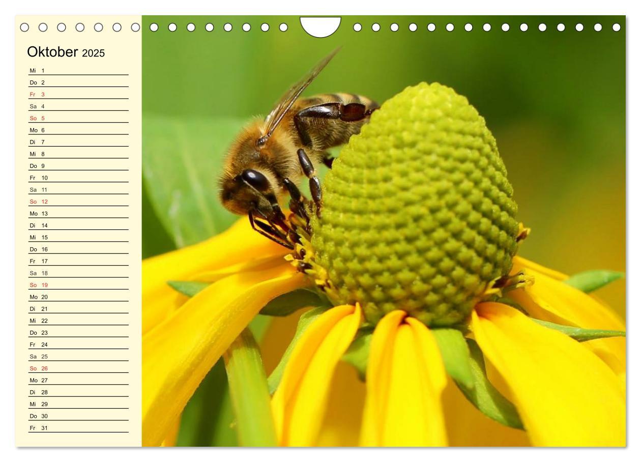 Bild: 9783435514359 | Fleißige Bienen. Von der Blüte bis zum Honig (Wandkalender 2025 DIN...