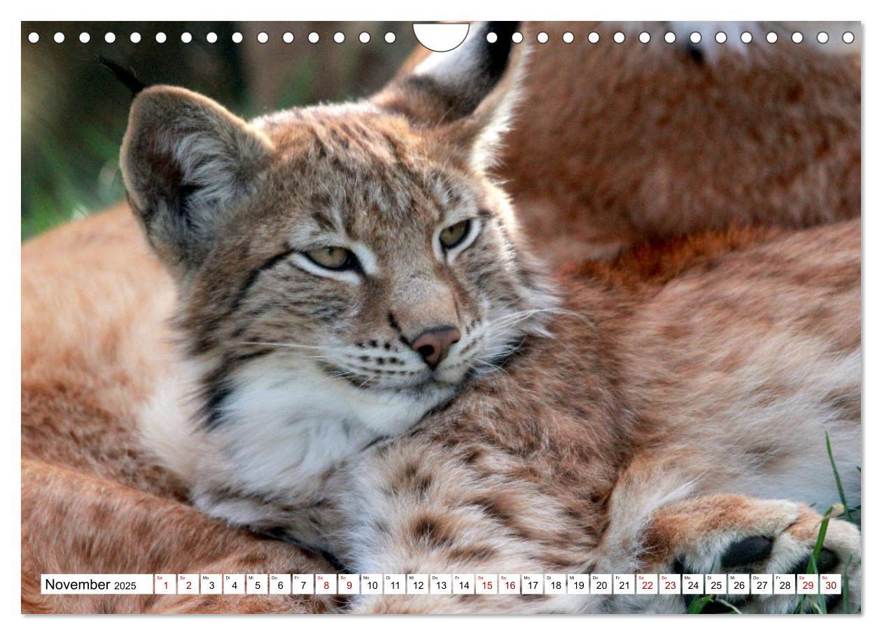 Bild: 9783435420773 | Familie Luchs - Die Jäger mit dem Pinselohr (Wandkalender 2025 DIN...