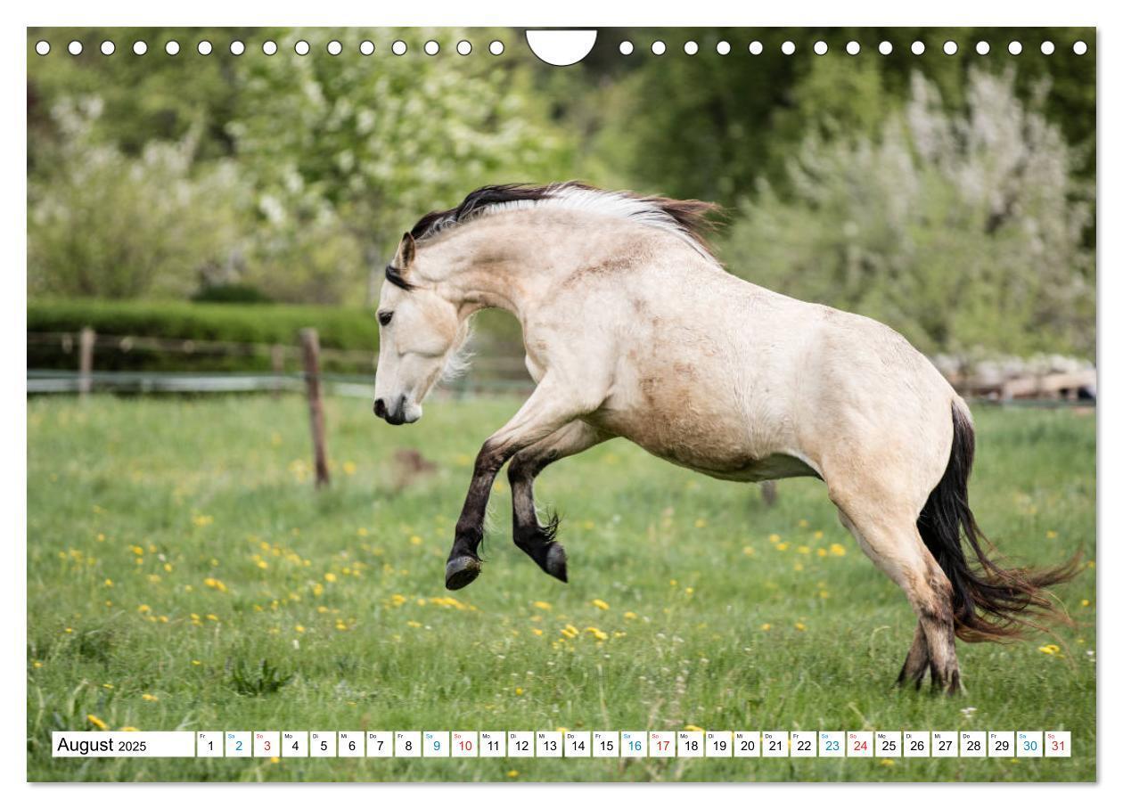 Bild: 9783435172542 | Durch das Jahr mit dem Connemara Pony Holly (Wandkalender 2025 DIN...