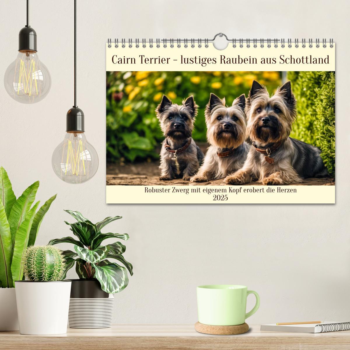 Bild: 9783435408429 | Cairn Terrier - lustiges Raubein aus Schottland (Wandkalender 2025...