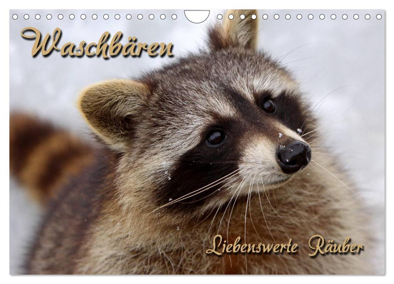 Cover: 9783435834631 | Waschbären (Wandkalender 2025 DIN A4 quer), CALVENDO Monatskalender