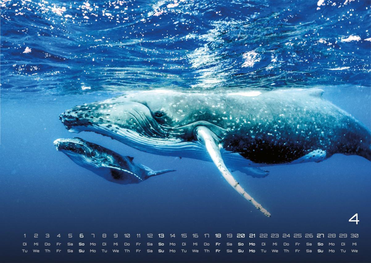 Bild: 9783986734305 | Sealife - verborgene Tiefen - 2025 - Kalender DIN A3 | GP-Fever.de