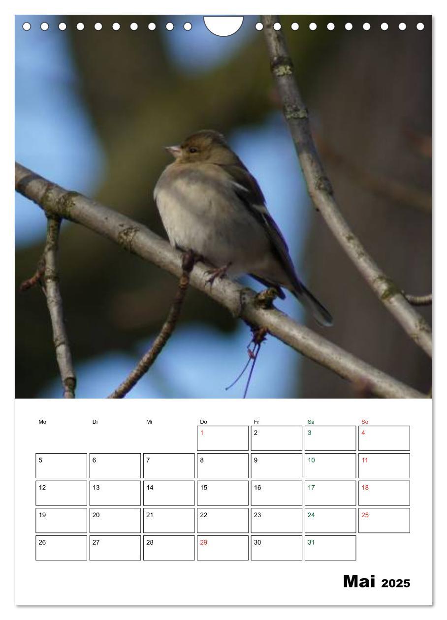 Bild: 9783457086025 | Heimische Singvögel (Wandkalender 2025 DIN A4 hoch), CALVENDO...