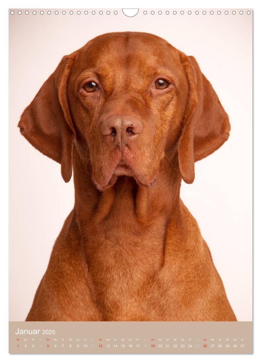 Bild: 9783457015742 | Magyar Vizsla im Portrait (Wandkalender 2025 DIN A3 hoch), CALVENDO...