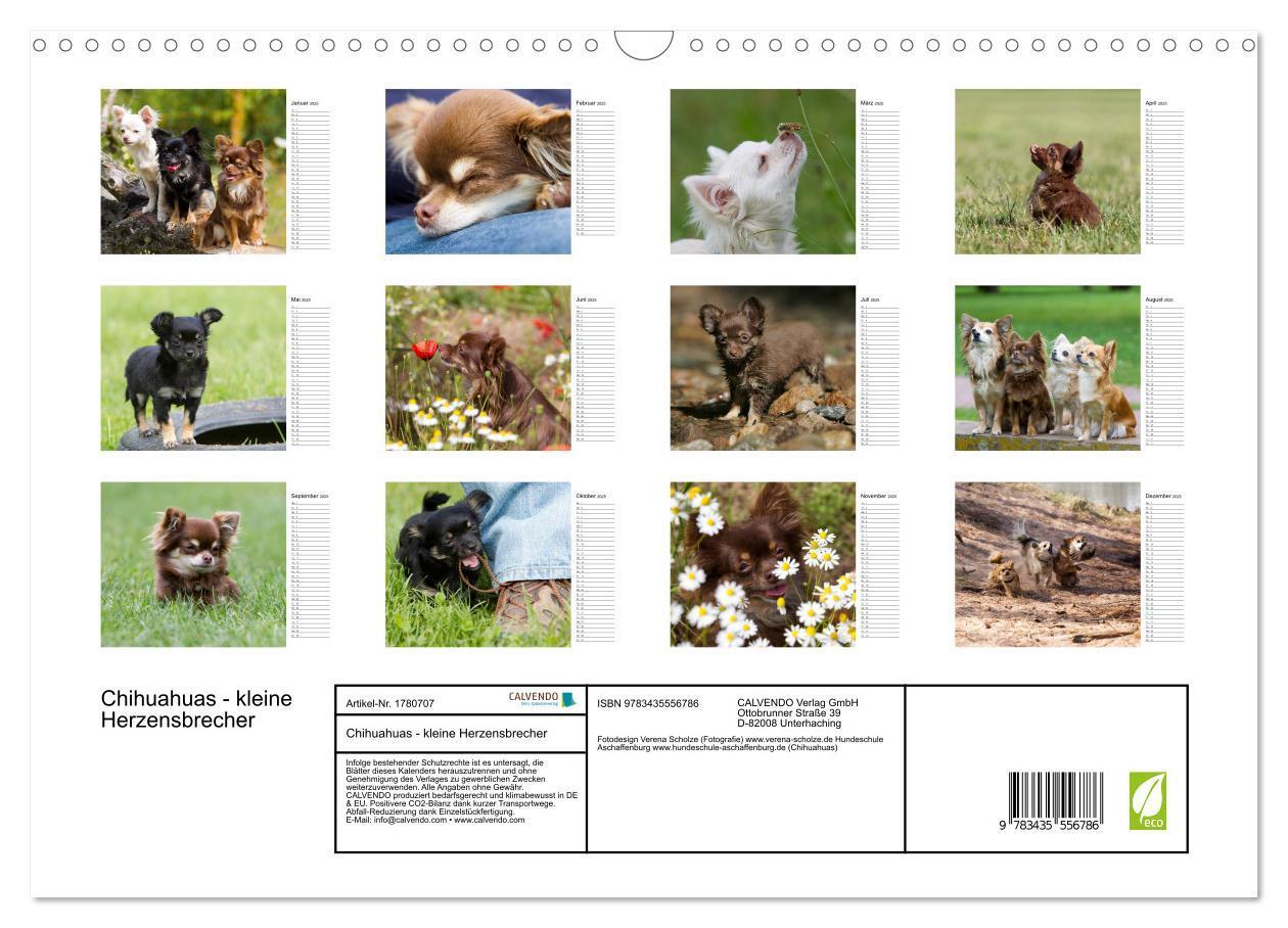 Bild: 9783435556786 | Chihuahuas - kleine Herzensbrecher (Wandkalender 2025 DIN A3 quer),...