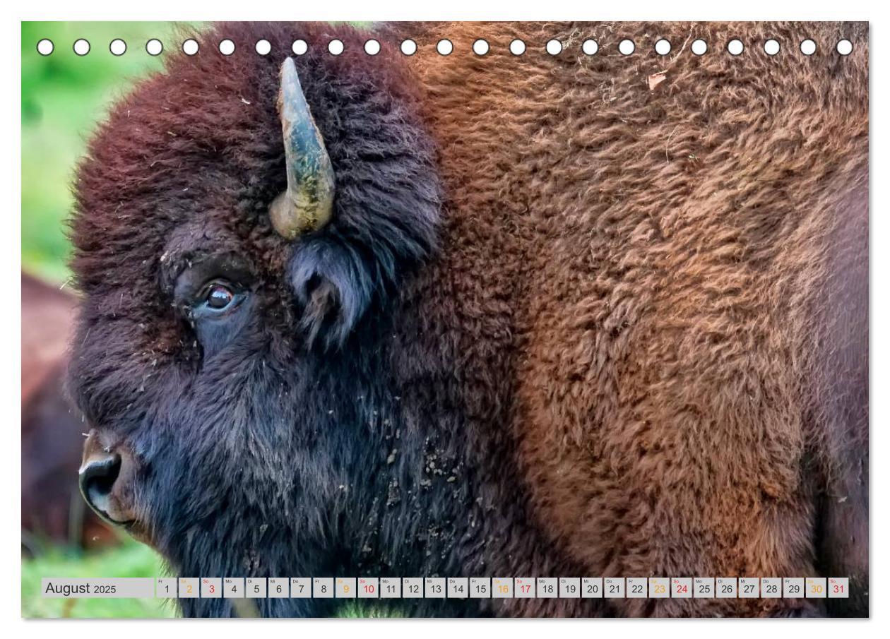 Bild: 9783435579242 | Bison und Wisent - Riesen mit unbändiger Kraft (Tischkalender 2025...